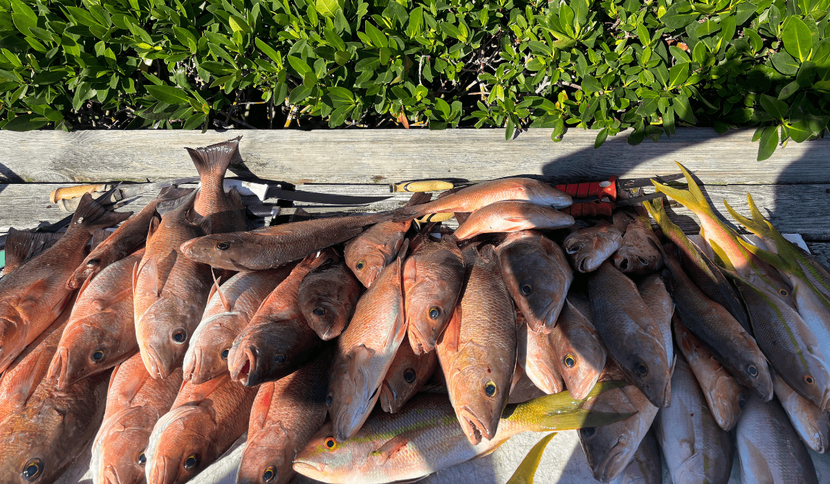 12-Hour Deep Offshore Fishing